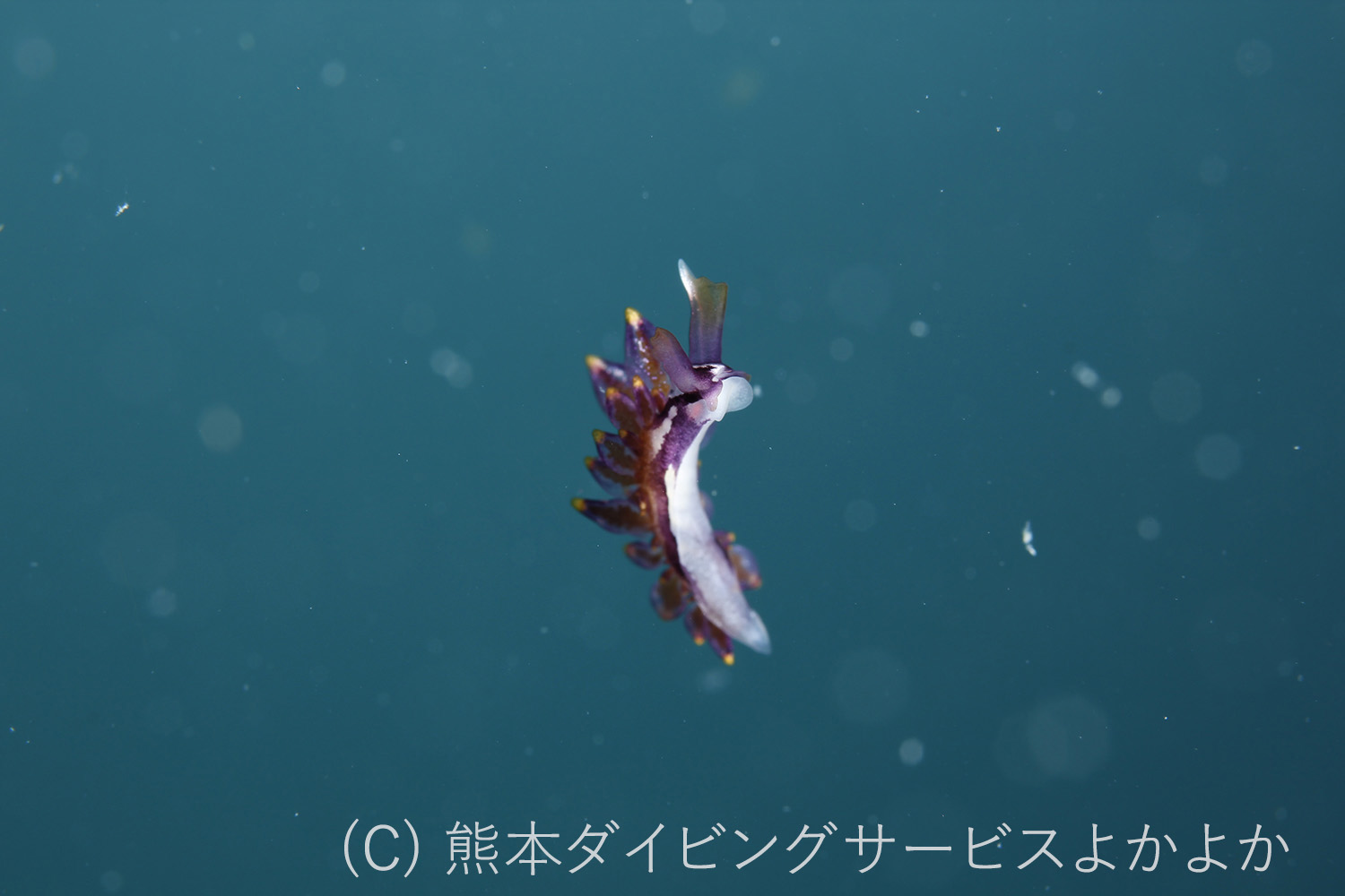 浮遊するノトアリモウミウシ