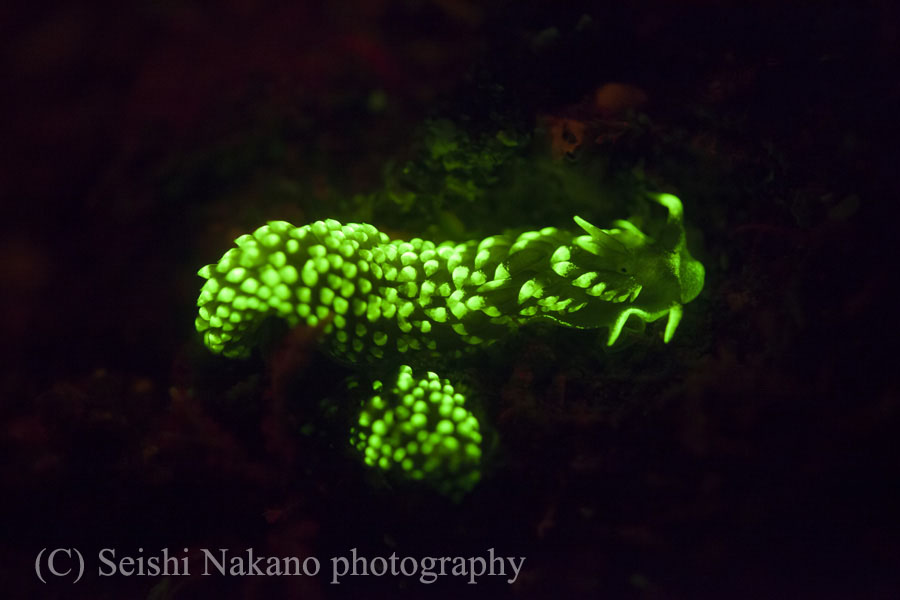 キホシミノウミウシの蛍光発光