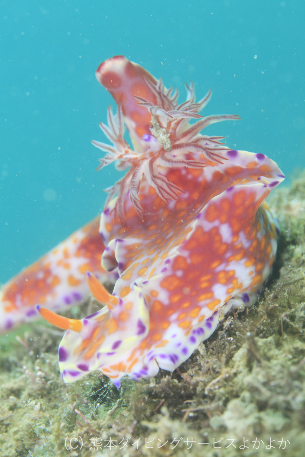 ニシキウミウシ