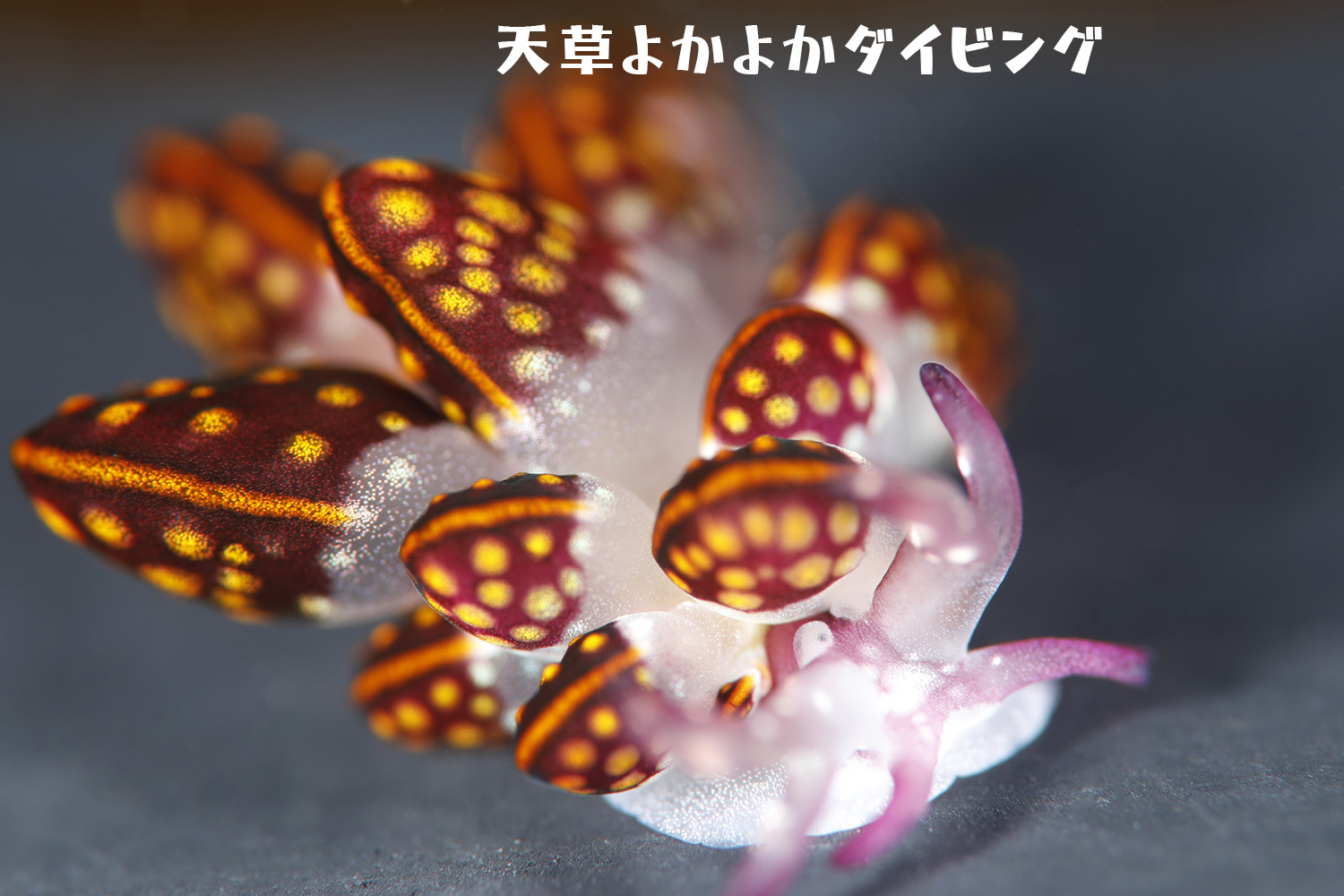 カノコウロコウミウシ - 天草よかよかダイビング 熊本牛深のウミウシガイド