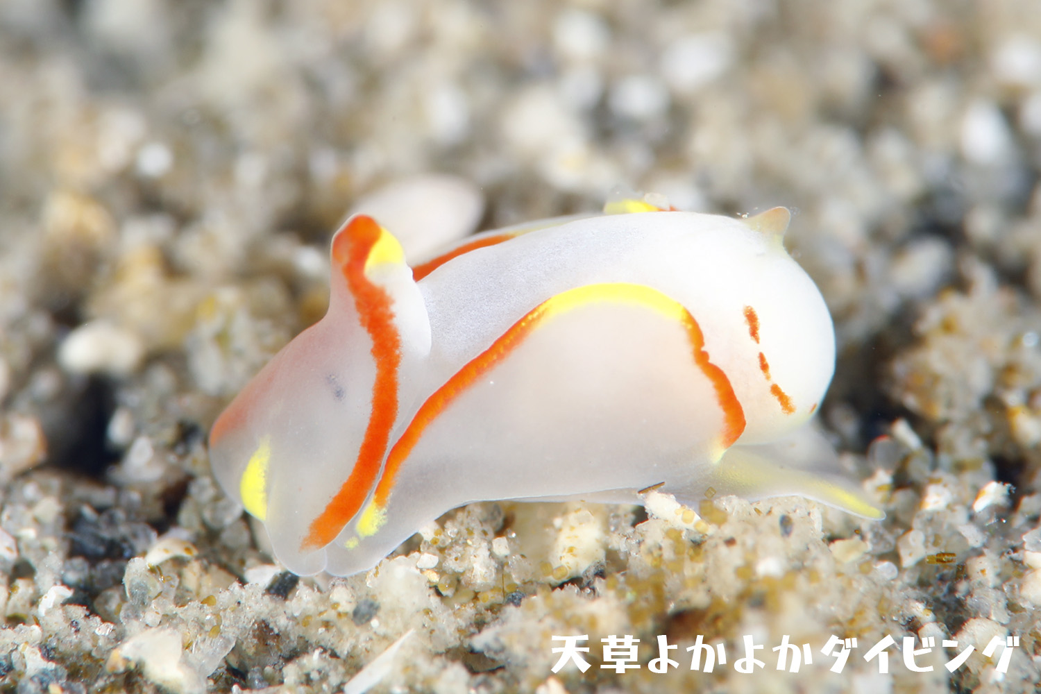 ウミウシダイブ - 天草よかよかダイビング 九州牛深