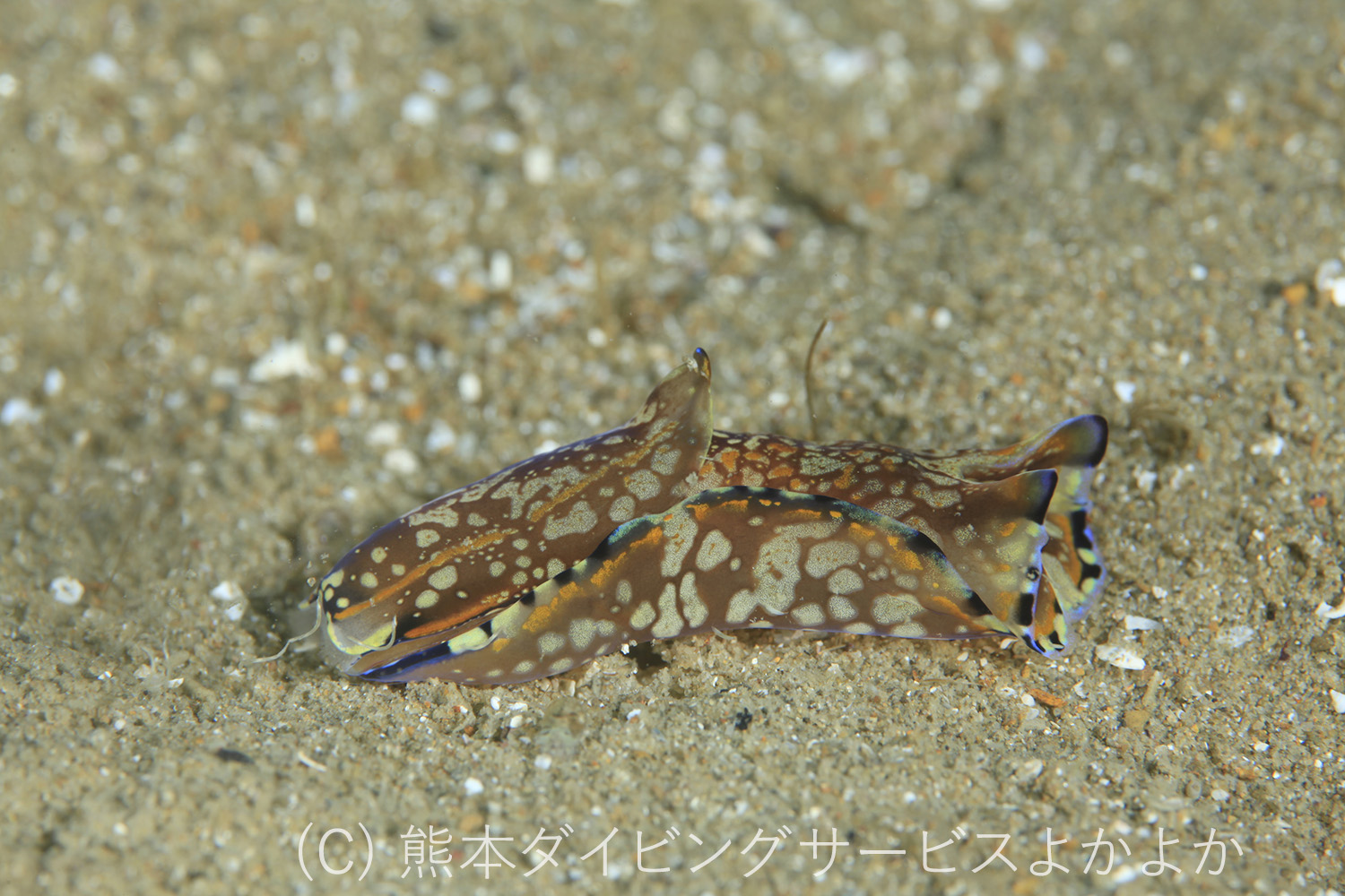カノコキセワタ