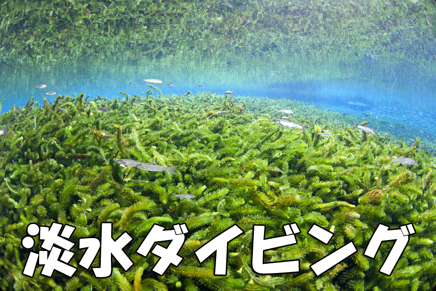 透明度３０ｍ超　湧水淡水ダイビング
