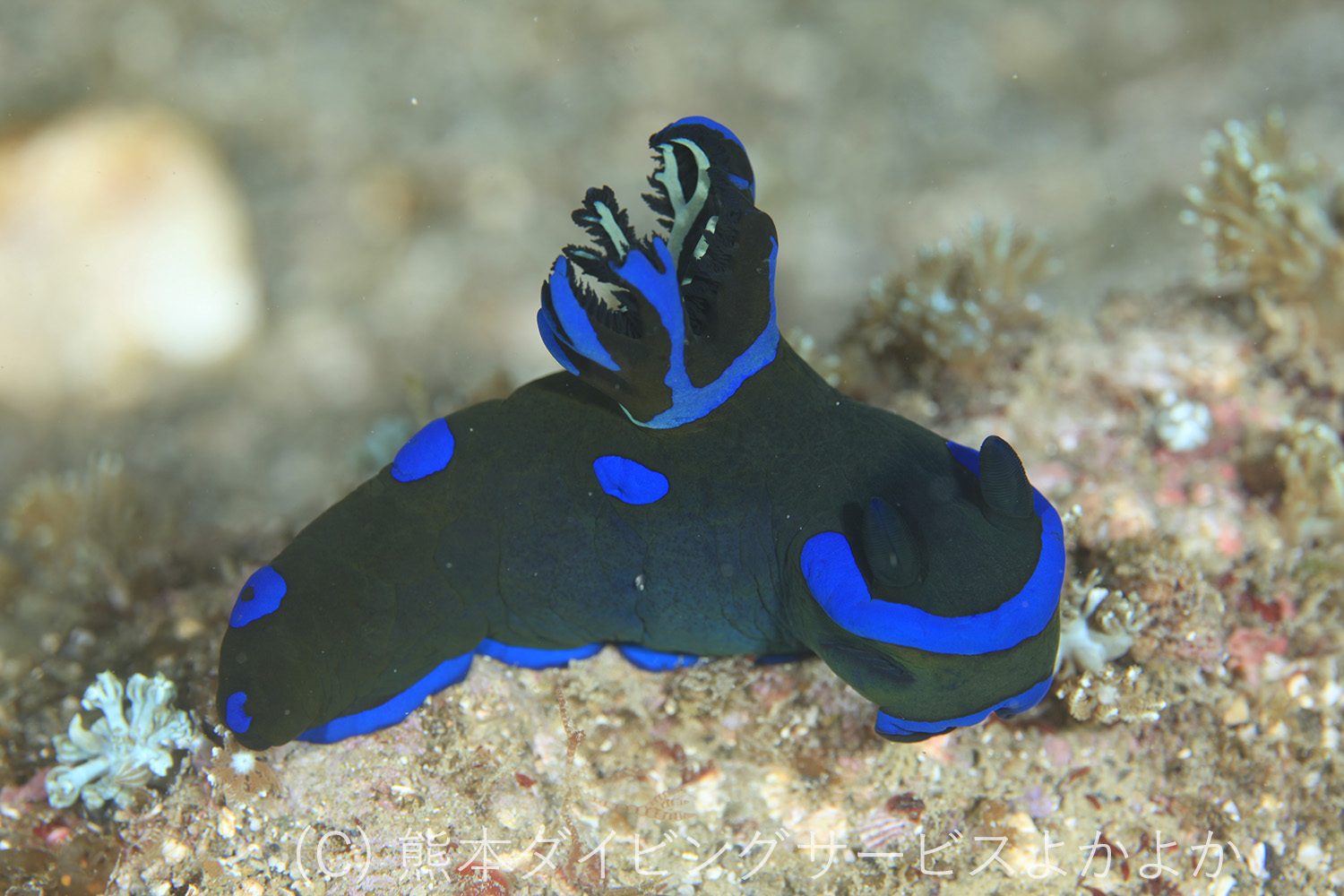 ミドリリュウグウウミウシ