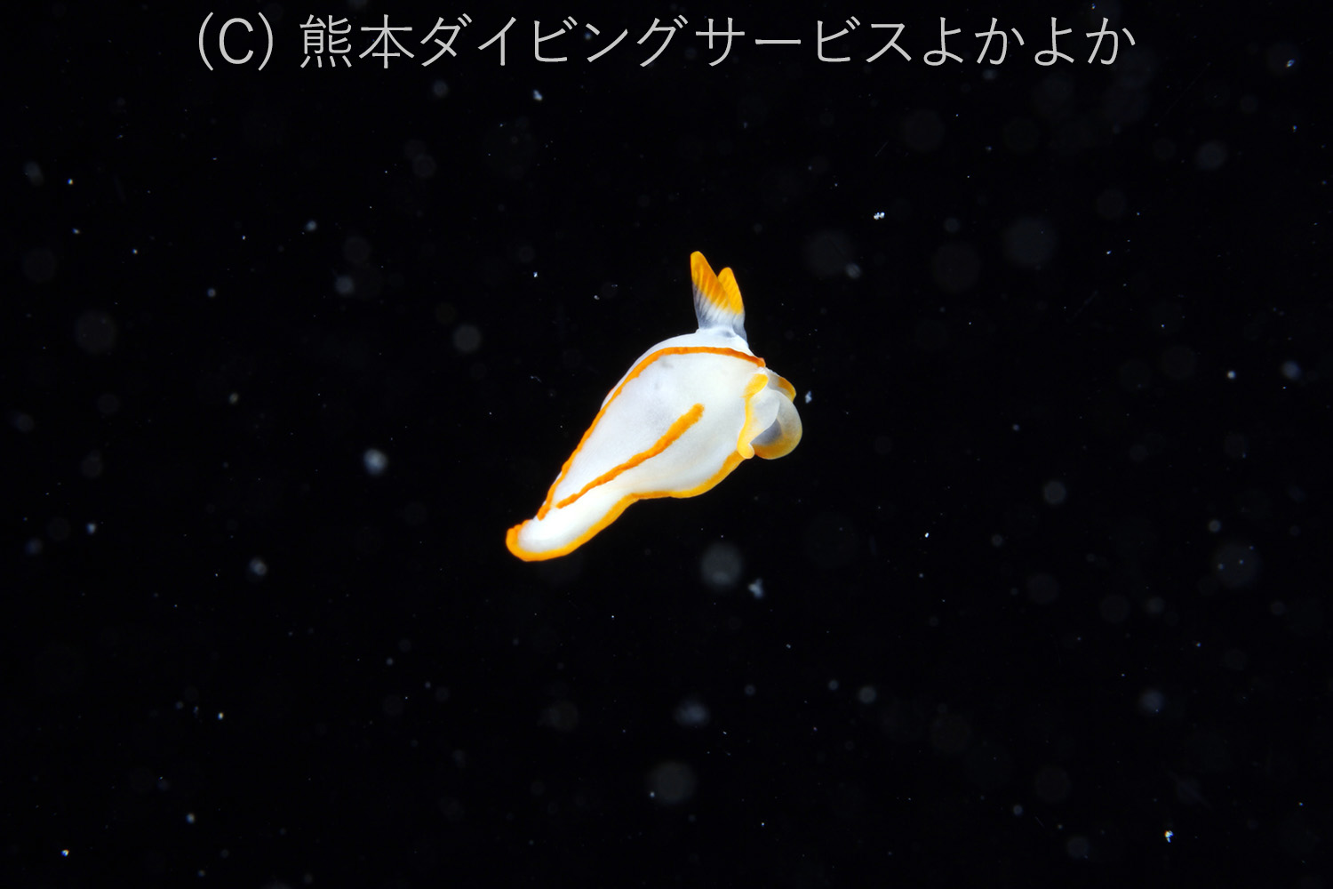 キンセンウミウシの幼体