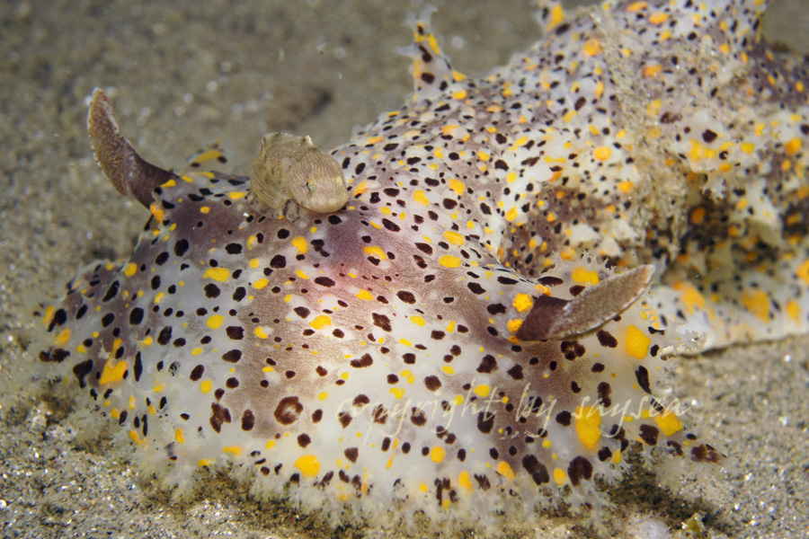 ヒカリウミウシ　白涛ビーチ