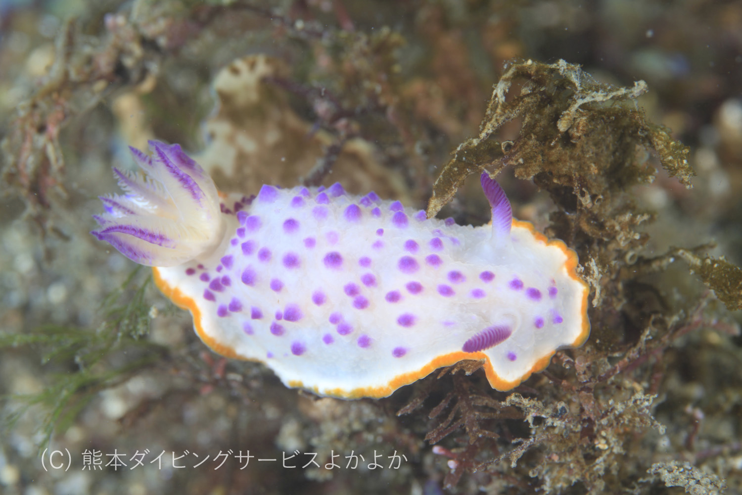 クリヤイロウミウシ
