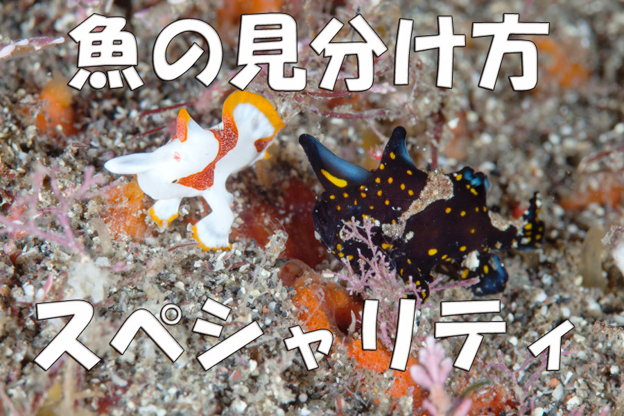 魚の種類や名前がわかるようになります。魚の見分け方スペシャリティ