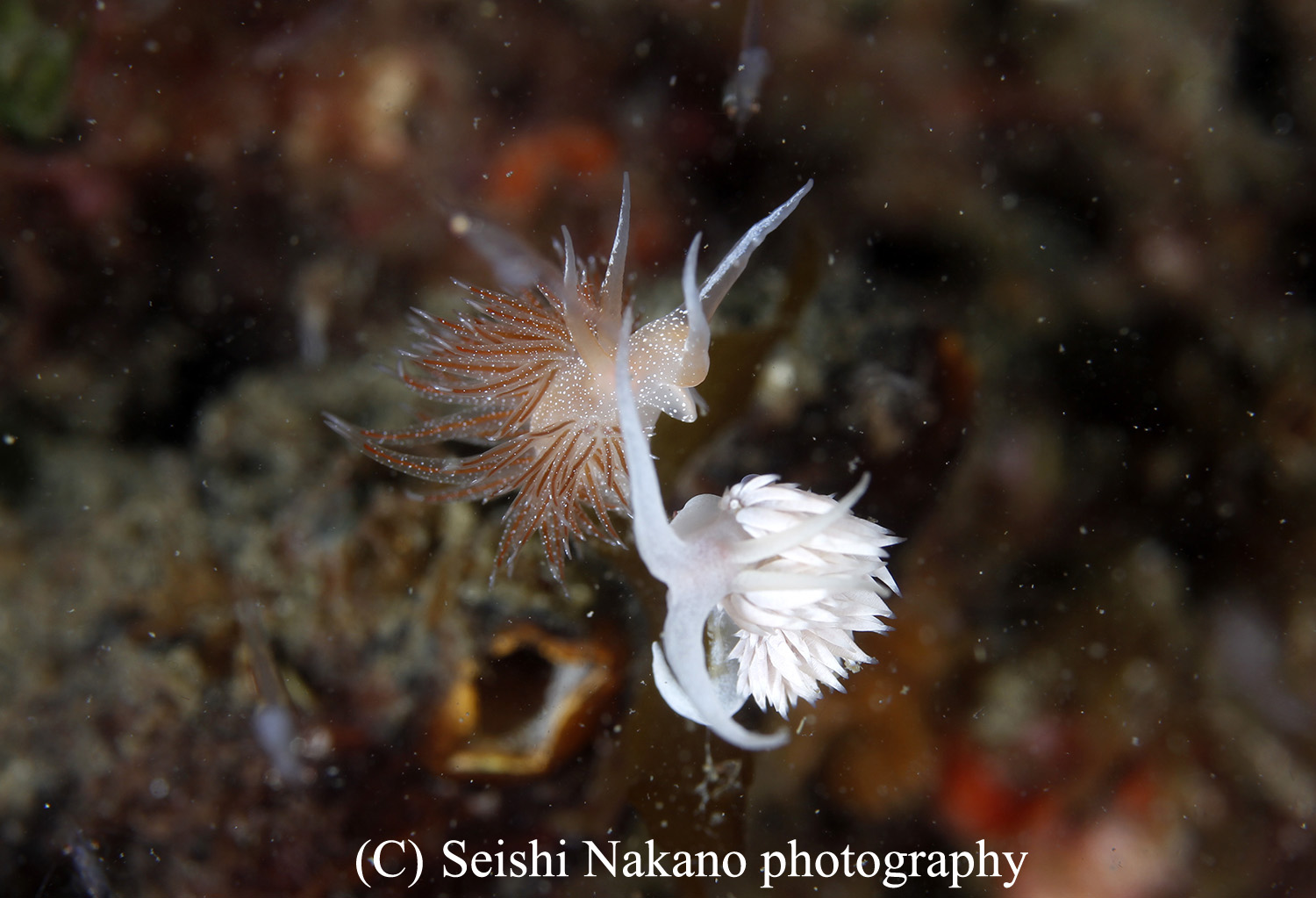 アカエラミノウミウシとサクラミノウミウシ