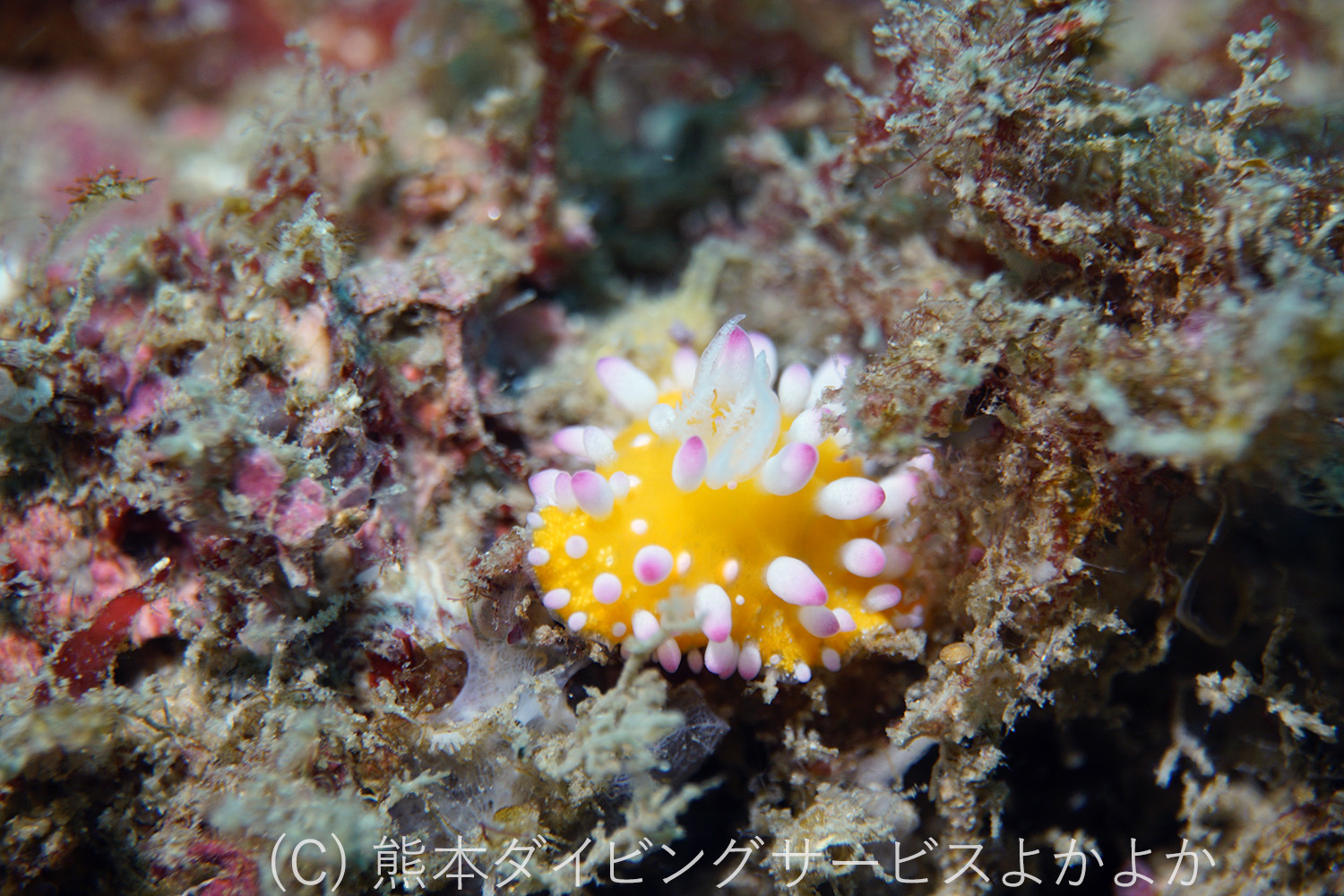 イガグリウミウシ　牛深ボート