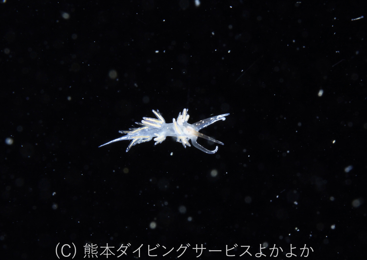 アカエラミノウミウシの幼体