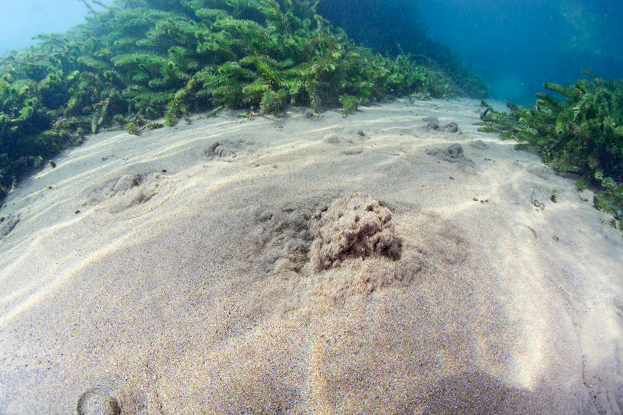 熊本湧水淡水ダイビング１１　湧水風景