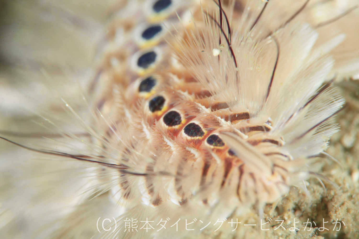 INON UCL-67 実写テストレビュー - 天草よかよかダイビング 九州牛深 INON UCL-67 実写テストレビュー - 天草よかよかダイビング 九州牛深