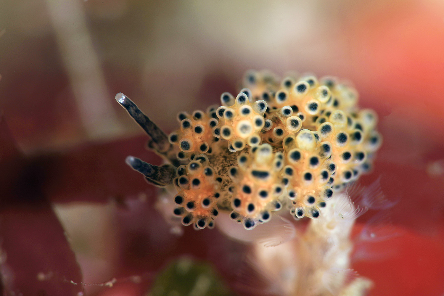 ウミウシダイブ - 天草よかよかダイビング 九州牛深