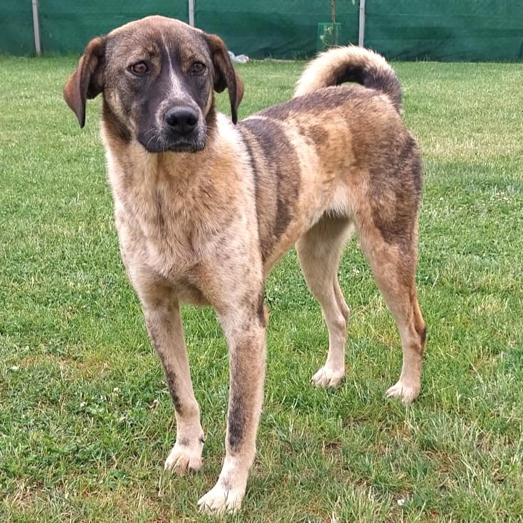 Nala