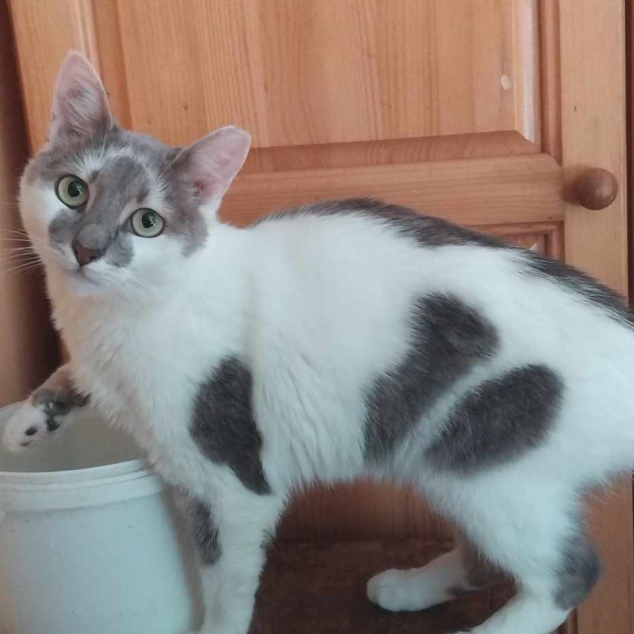Nikita
