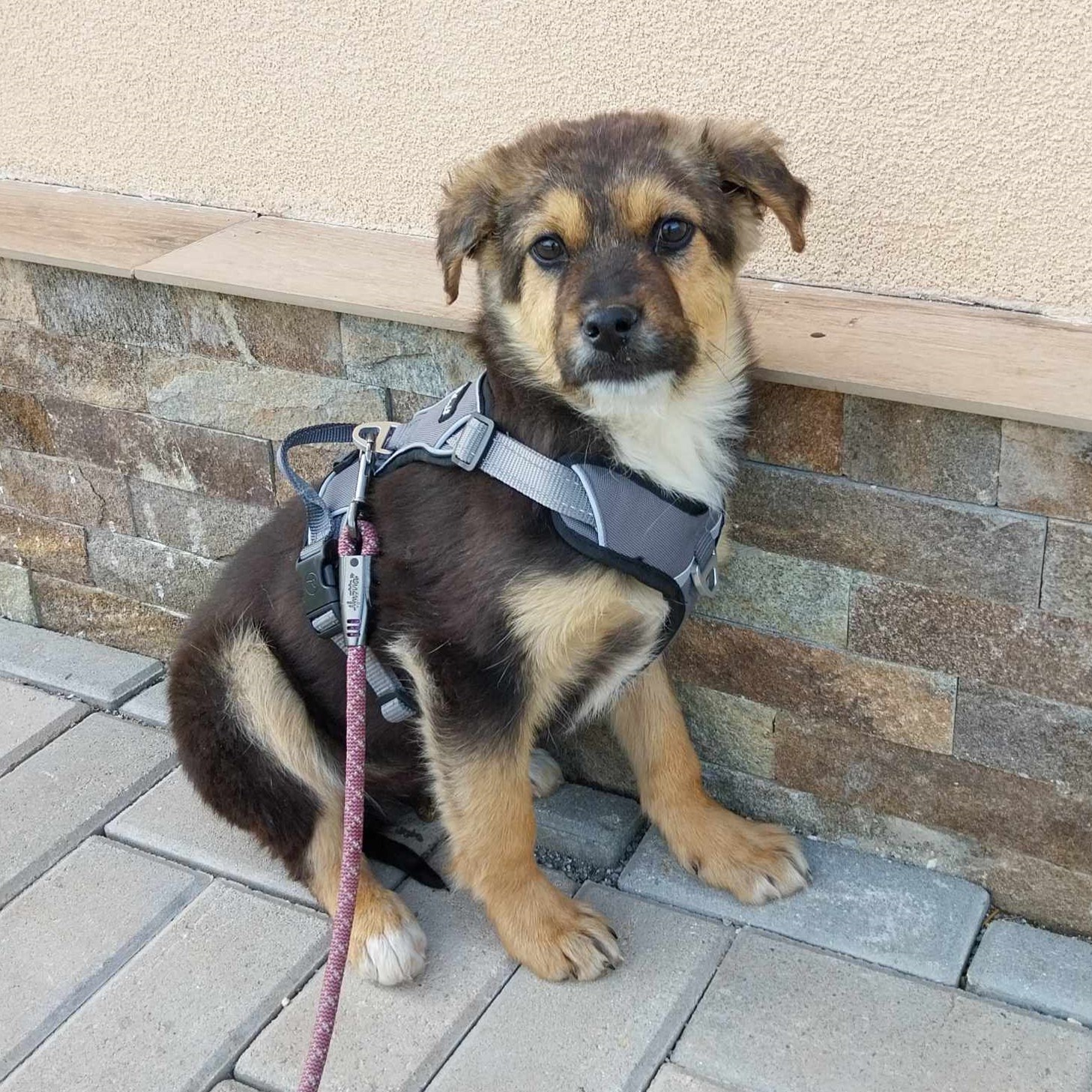 Loki