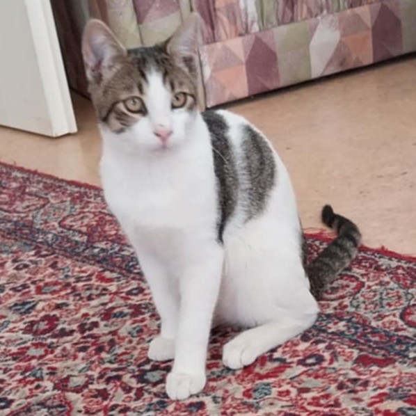 Colin - vorvermittelt -