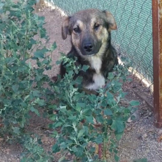 Ivo - vorvermittelt -