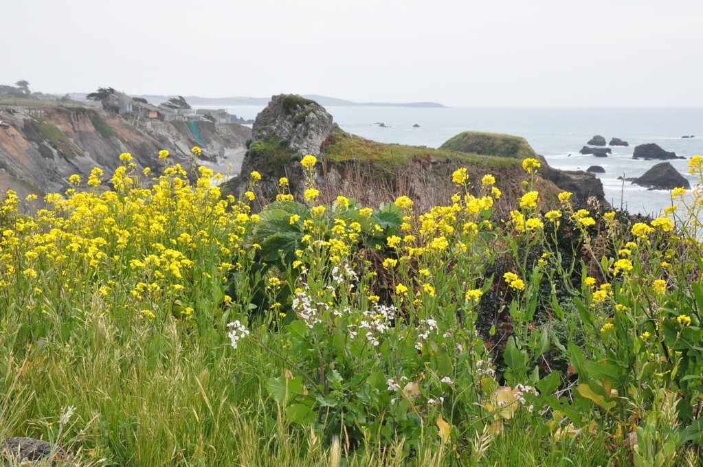 Wildflowers on the north California coast