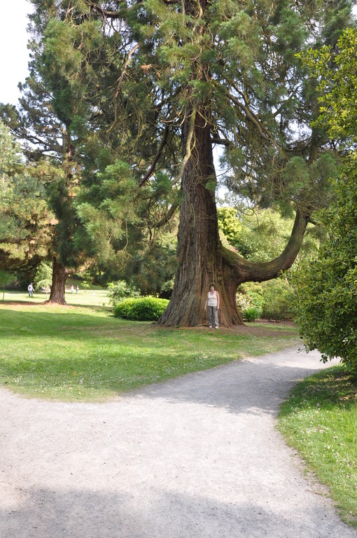 Old tree, Mountstewart, Co. Down