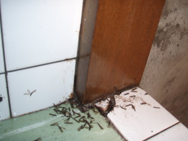 既存住宅に現れたハネアリ
