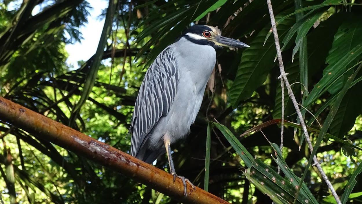 Reiger