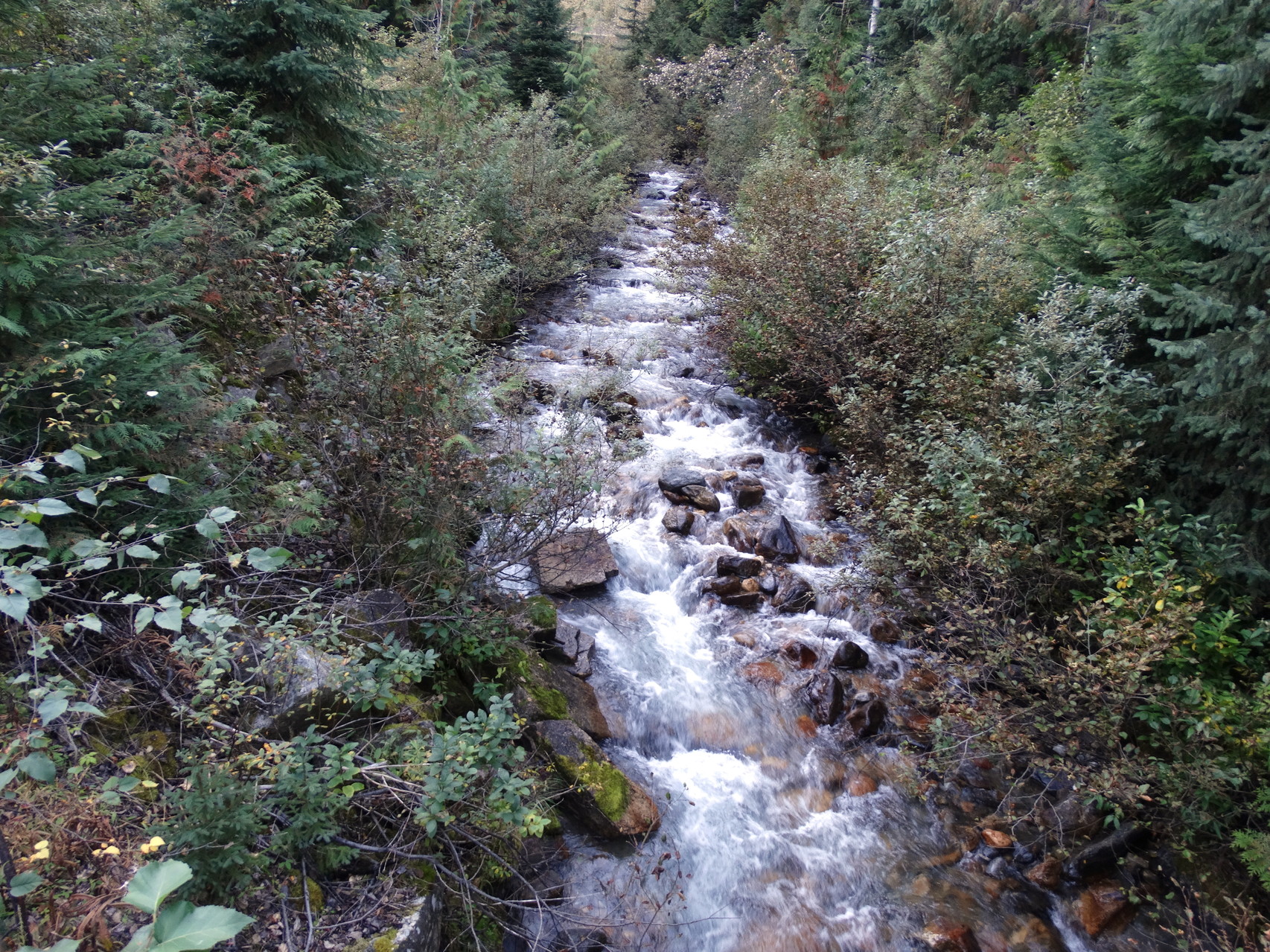 Tijdens de Skunk Cabbage Trail