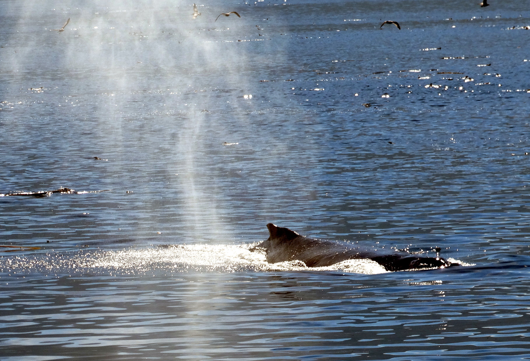 De bultrug walvis