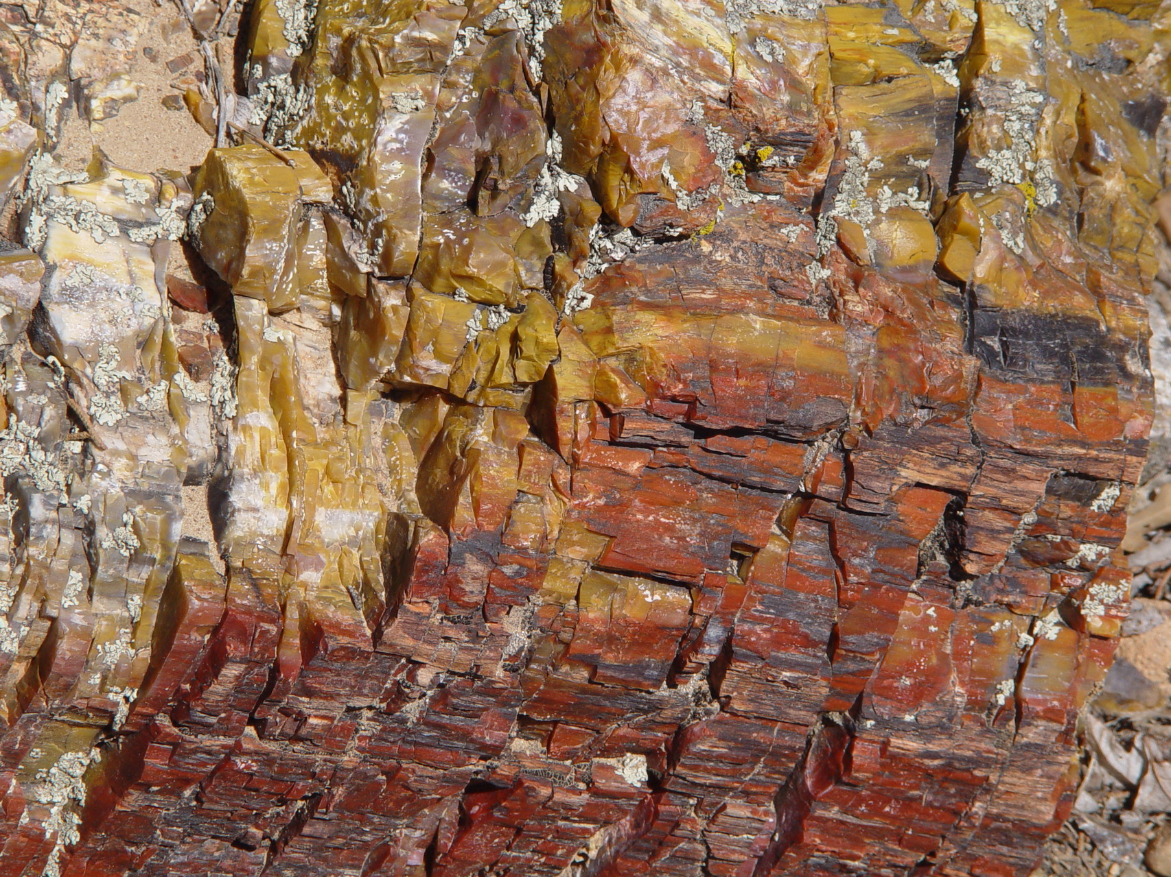 Petrified wood