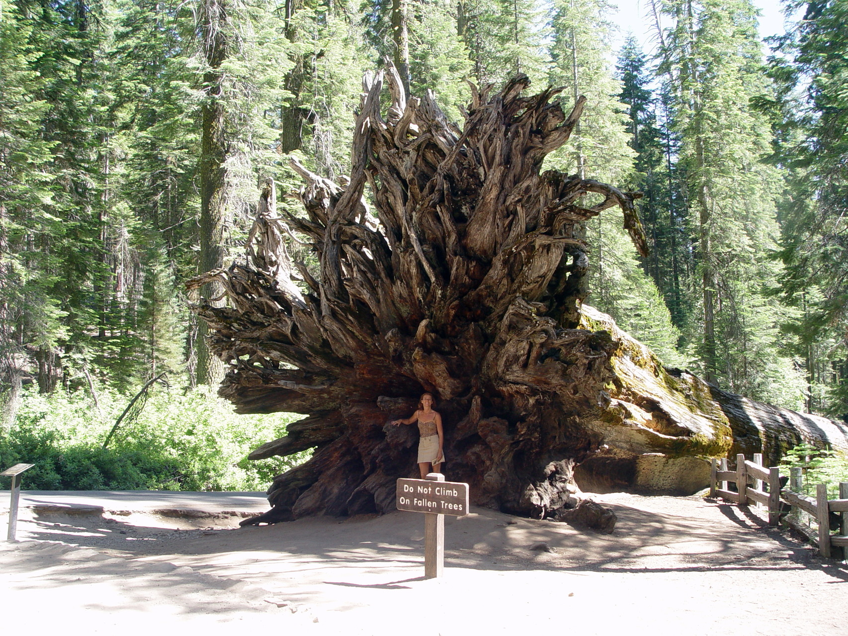 The Fallen Tunnel Tree
