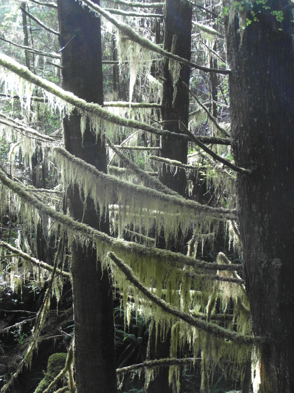 Het regenwoud in het Pacific Rim National Park
