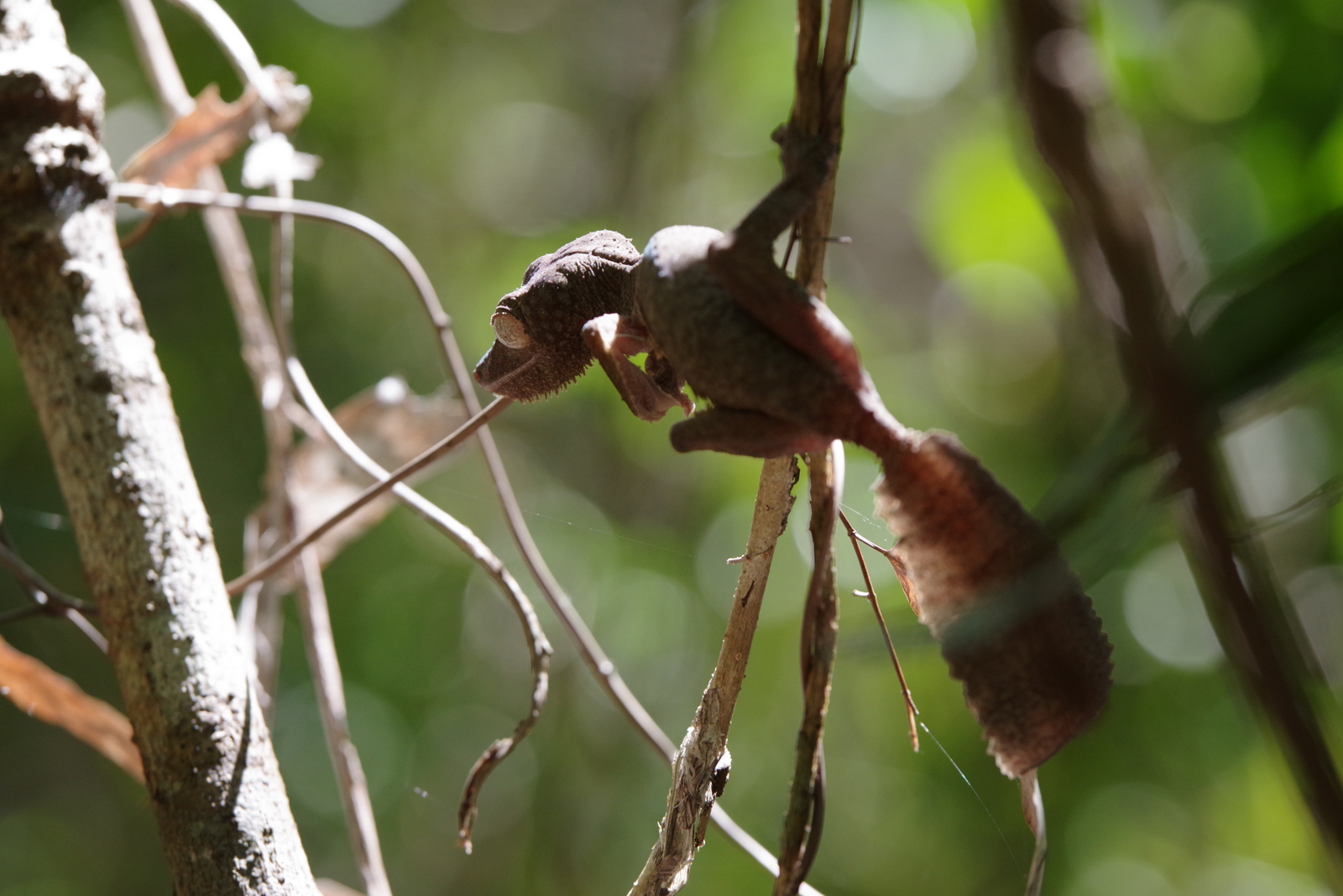 fat-tailed chameleon