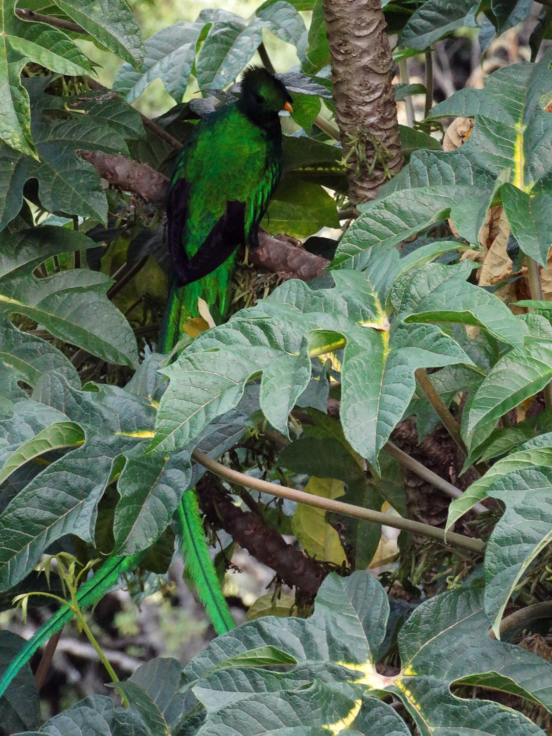 Quetzal