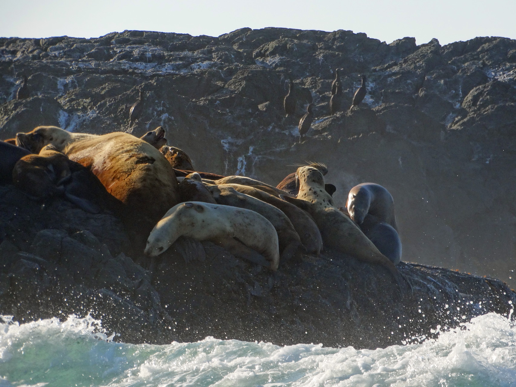 Het eilandje met de zeehonden en zeeleeuwen 