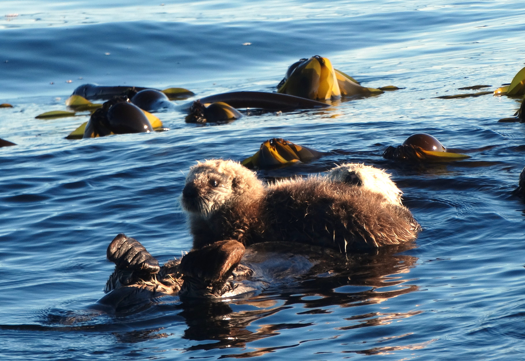 Het kleintje op de buik van de vrouwtjes zeeotter