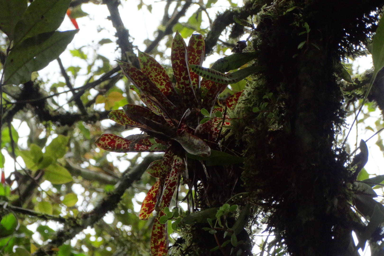 en 4de bromelia soort