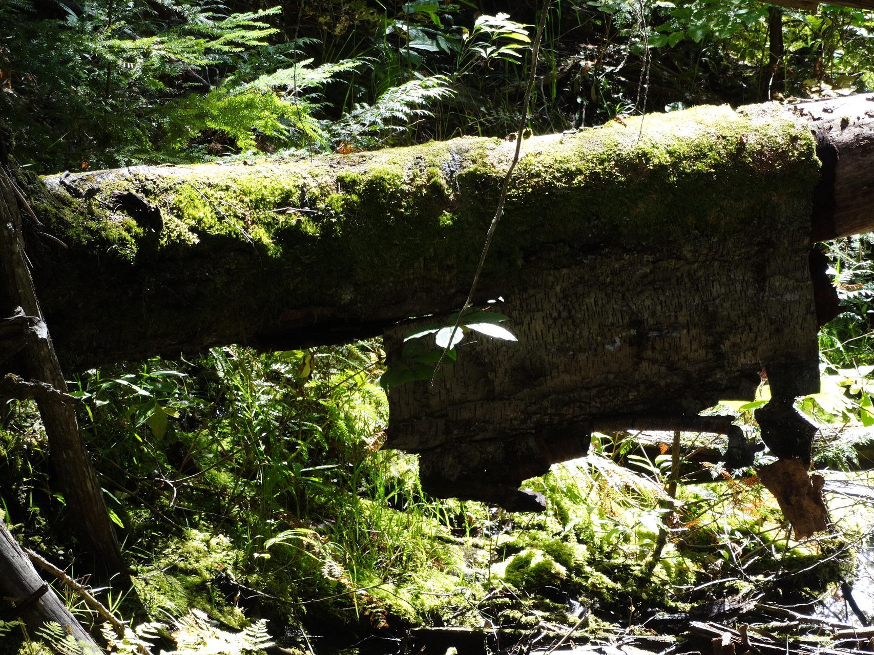 In het regenwoud in Mount Revelstoke National Park