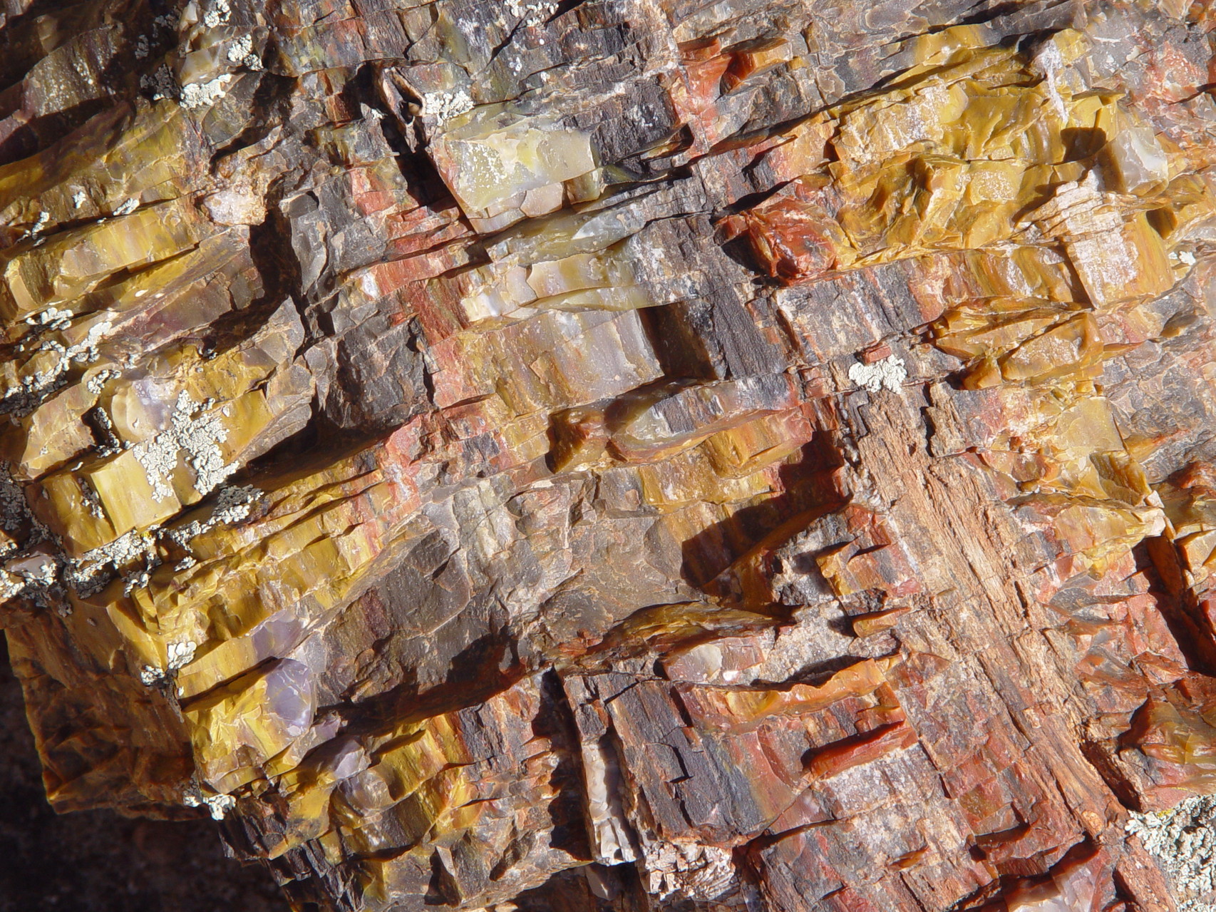 Petrified wood