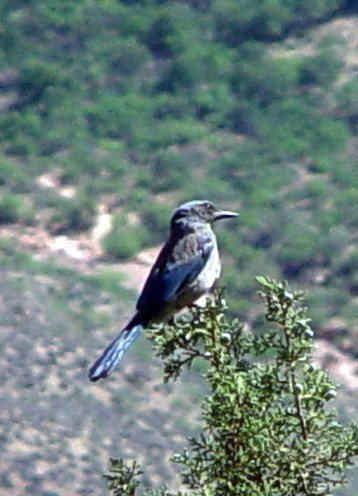 De Blue Jay; niet helemaal scherp meer door het enorme inzoomen