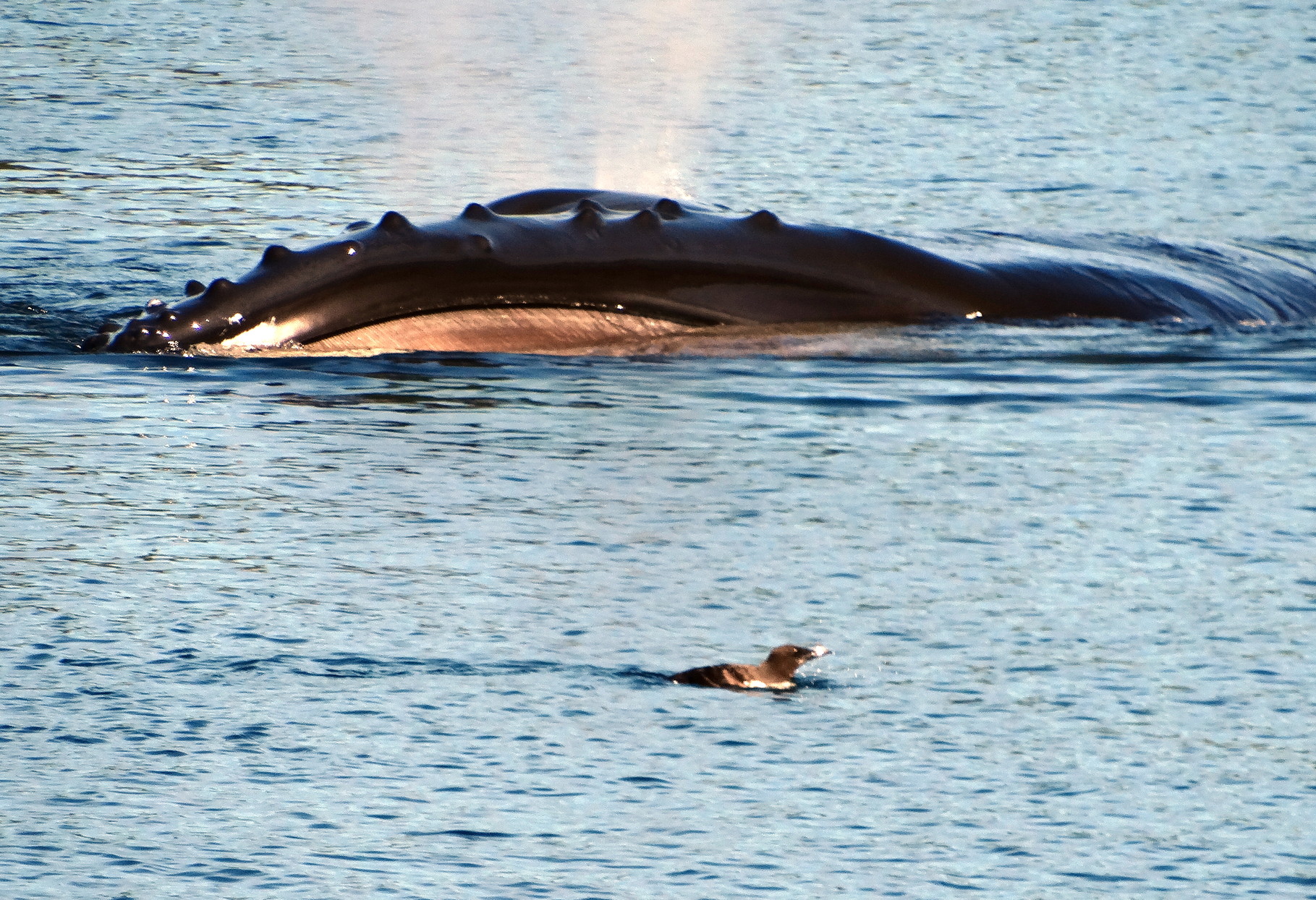 De bultrug walvis
