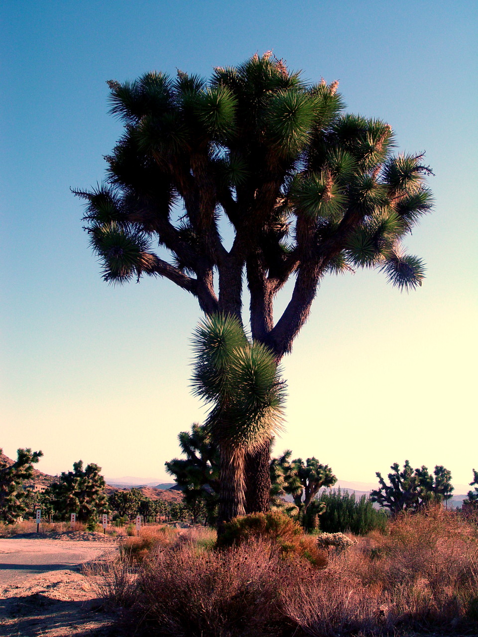 De bijzondere boomsoort in het Joshua Tree NP