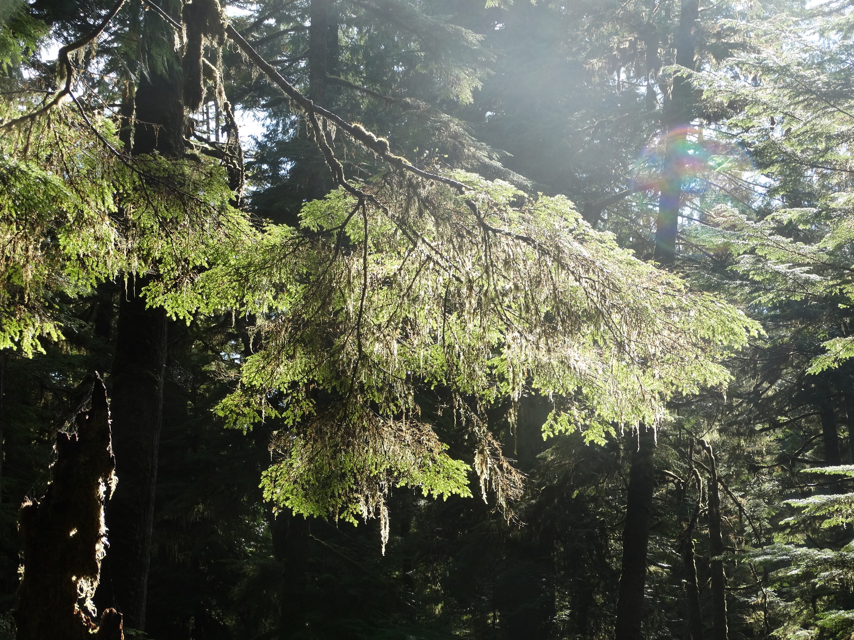 Het regenwoud in het Pacific Rim National Park