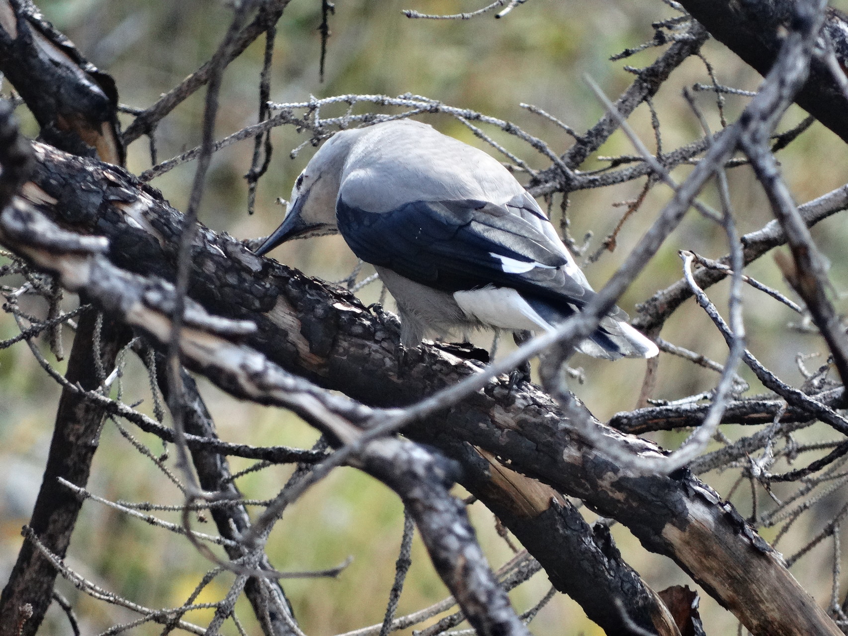 Clark's Nutcracker