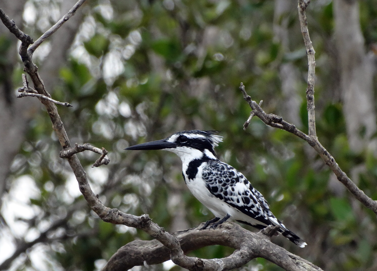 Pied kingfisher (ijsvogel)