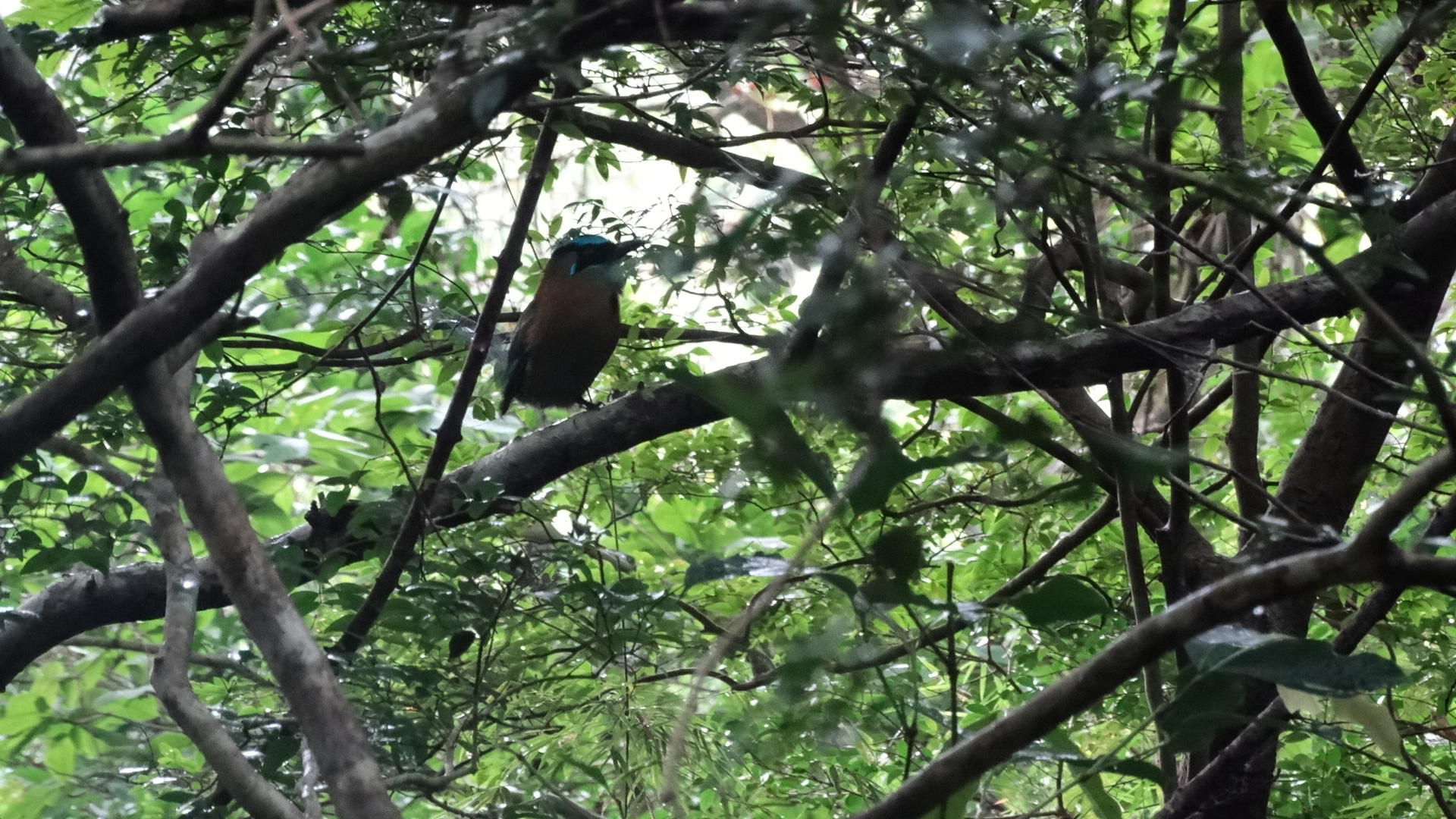 Blauwkapmotmot