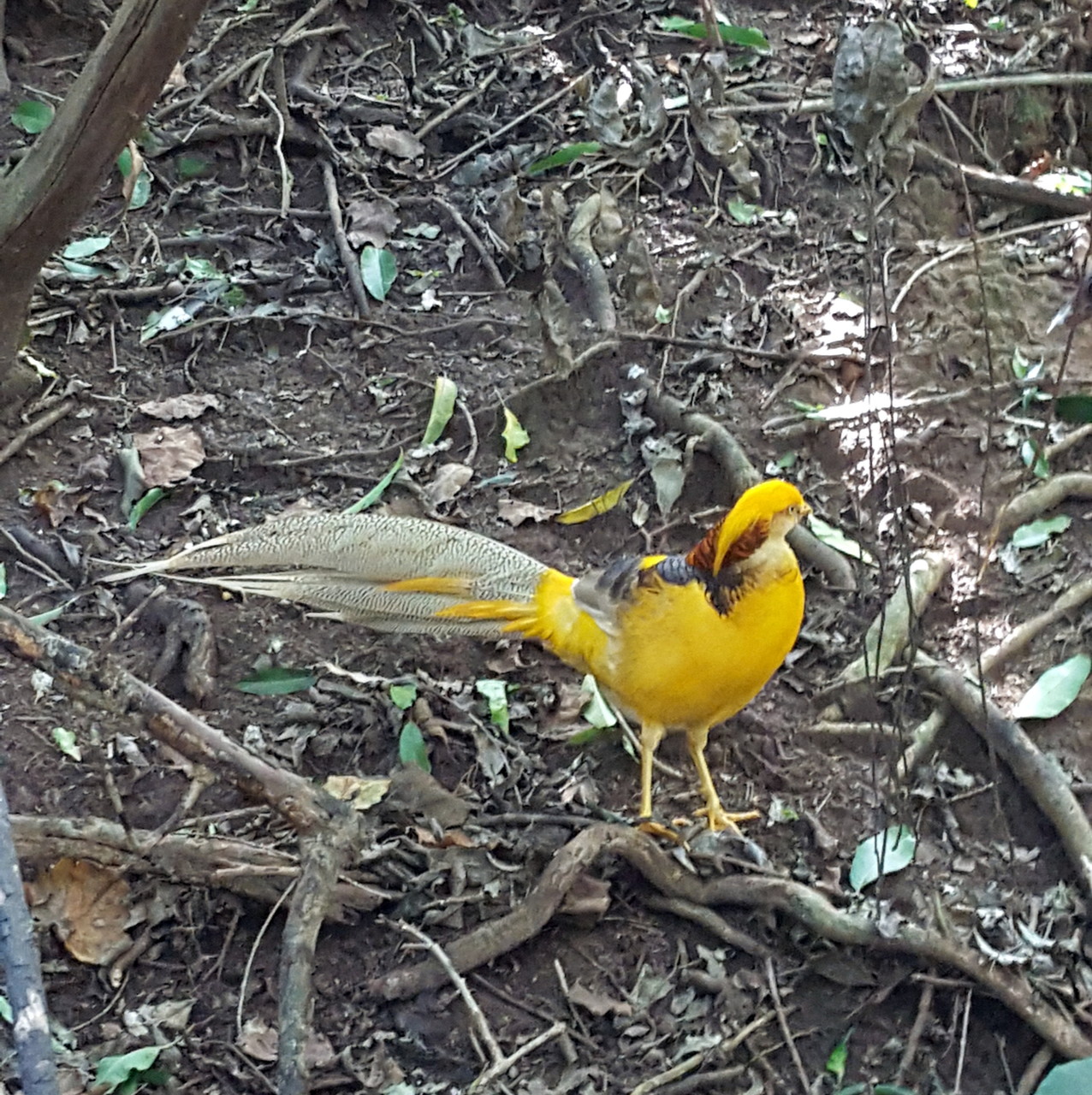 The Golden Pheasant