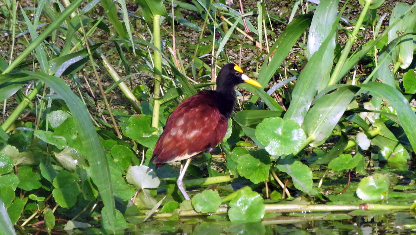 Noordelijke jacana