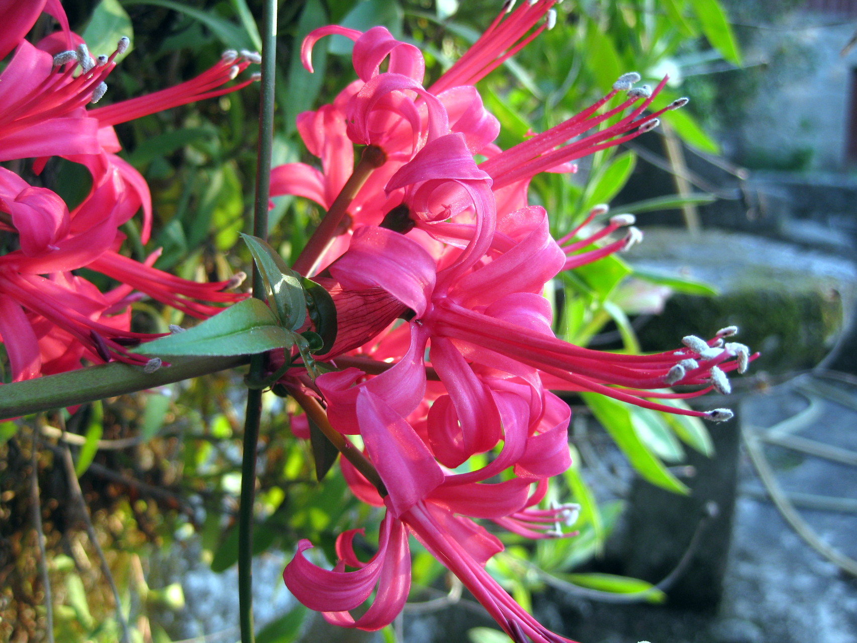 de tuin van de Quinta de Balanca