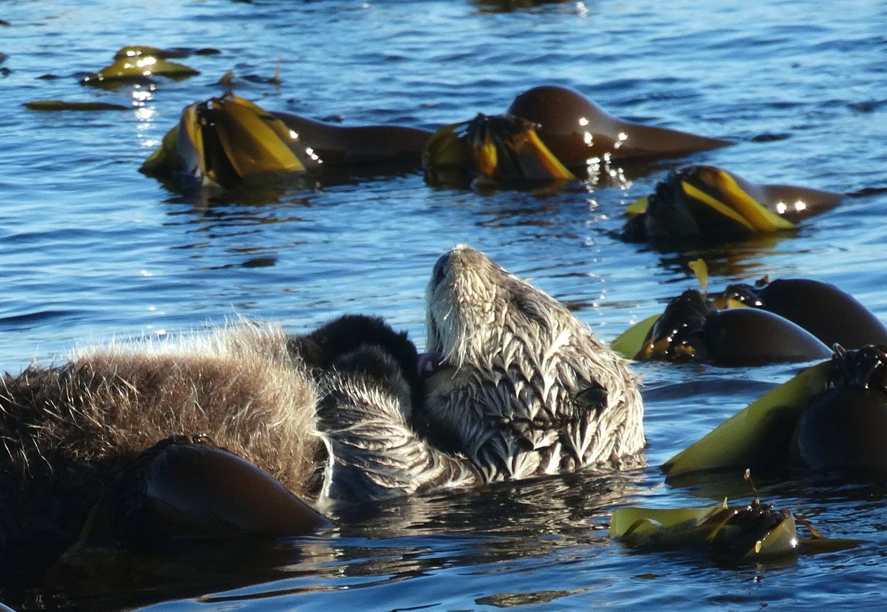De vrouwtjes zeeotter